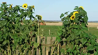 Grundstück von Klitlejlighed