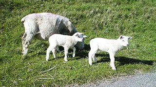 Umgebung von Mandø Byvejhus