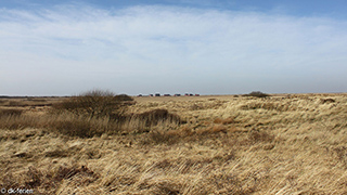 Umgebung von Kongsmark Aktivhus