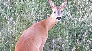 Grundstück von Langli Udsigthus