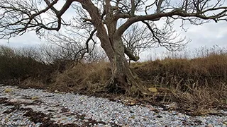 Strand in der Nähe von Lillebælt Udsigtshus