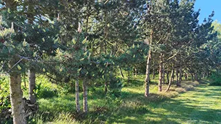 Grundstück von Sommerhus Kramnitze