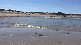 Strand in der Nähe von Skånstrøm Poolhus