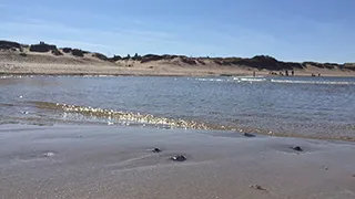 Strand in der Nähe von Bøllejung Aktivhus