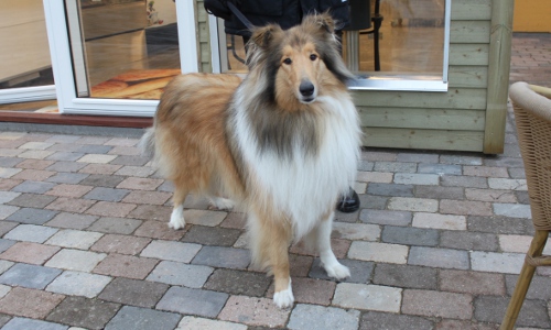 Hund auf der Terrasse eines Ferienhauses