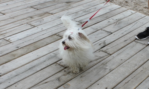 Hund an der Leine in der Stadt