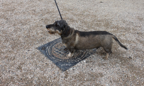 Hund an der Leine auf einem Schotterweg