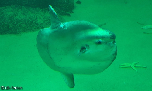 Mondfisch im Oceanarium