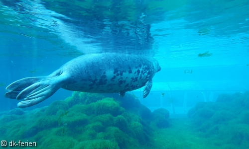 Robbe im Oceanarium in Hirtshals