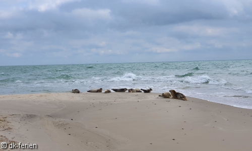 Grenen, die Nordspitze von Dänemark