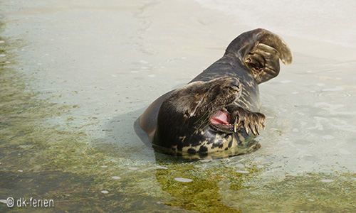 Robbe im Fischerei- und Seefahrtsmuseum