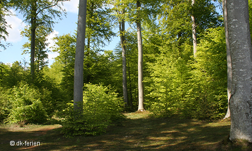 Im Wald auf Kegnæs