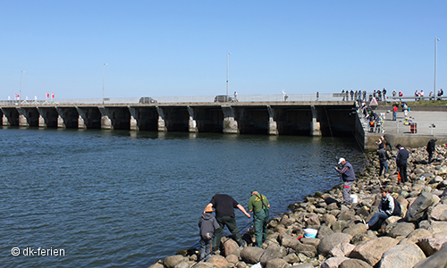 Angler in der Hafeneinfahrt Hvide Sande